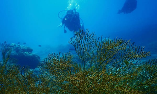 Trung Quốc lên án Philippines đã 'phá hoại nghiêm trọng' hệ sinh thái rạn san hô ở Biển Đông